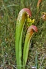 Pair of red-suffused pitchers with prominent white spots.