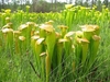 Greenish hooded pitchers with white window spots.