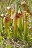 Stand of pitchers with reddish hoods and white window spots.