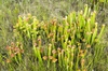 Sarracenia minor