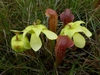 Sarracenia minor