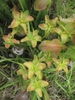 Sarracenia minor