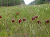 Open, grassy meadow with many red, nodding flowers.