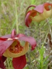 Sarracenia psittacina