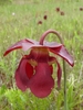 Solitary, nodding flower with spreading sepals & drooping petals