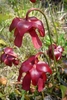 The nodding, red, solitary flowers of S. psitticina.