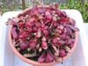 Dense rosetted of procumbent red pitchers with white spots.