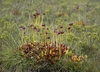 Dense clump of green & red-veined pitchers; nodding red flowers