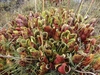 Dense clump of green and red-veined pitchers in the wild.