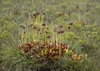 Sarracenia purpurea