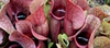 Sarracenia purpurea