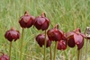 A group of globular, nodding, red flowers.