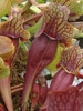 Sarracenia purpurea