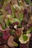 Dense stand of green and red pitchers with flared lids.