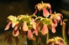 A group of pendulous flowers with pinkish spatulate petals.