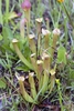 Cluster of erect, lidded pitchers with red veins.