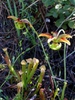 Flowers, stems, leaves