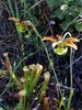Old flowers (petals fallen) overtopping lidded pitchers.