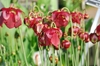 Group of solitary, down-facing flowers with red petals & sepals