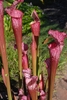 Deep red, veined, erect pitchers.