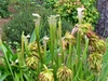 Pitchers & nodding flowers with multiplied whorls of petals