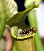 Sarracenia alata