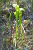 Two erect greenish-yellow pitchers in the wild.