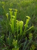 A stand of greenish yellow pitcher plants.