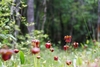 A population of dark red, pendulous, solitary flowers.