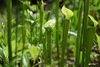 Erect, green, lidded pitchers with red veins.