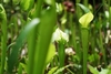 Erect, green, lidded pitchers with red veins.