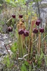 Erect, lidded pitchers heavily veined and suffused with red.