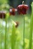 Deep red, pendulous, solitary flowers.