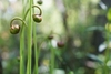 Pendulous, globose, solitary flower buds.