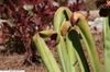 Pitcher close up