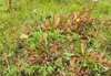 Several rosettes of pitchers with reddish hoods.