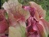 Close-up on pitchers that are green with red veins open at top.