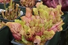 Potted specimen of green pitchers with red veins.