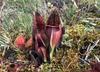 Plant in habitat. Pitchers procumbent and purple.