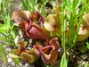 Close-up on pitchers that are green with red veins open at top.