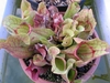 Top view of potted plant. Pitchers are green with red veins.