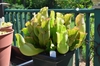 Potted specimen of green pitchers with red veins.