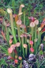 Cluster of erect, lidded pitchers with red veins & red lids
