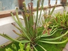 Form