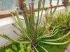 A cluster of narrow, lidded pitchers & solitary flowers.