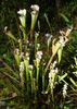 Clump of pitchers in the wild with white Spiranthes orchids