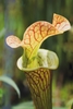 Sarracenia x Ritchie Bell Orange County Lucille Zane_CC BY ND (2