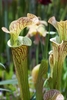 Sarracenia x Ritchie Bell Orange County Lucille Zane_CC BY ND