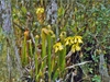 Form