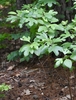 Seedlings Form - May - Halifax Co., NC